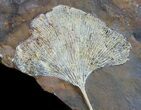 Stunning Fossil Ginkgo Leaf From North Dakota #39012-2